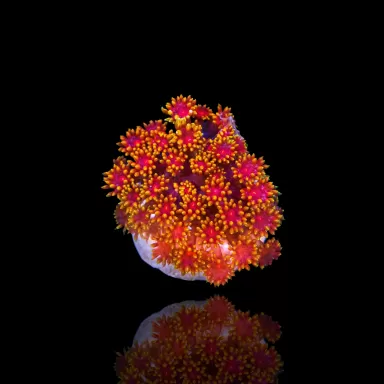 Goniopora sp  Pink / Red bestellen ? l Coralandfishstore.nl