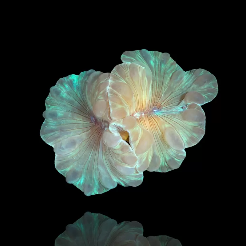 Nemenzophyllia Turbida Fox Coral |b Coralandfishstore