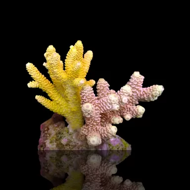 Kaufen Sie Acropora sp S-Size | Coralandfishstore.nl