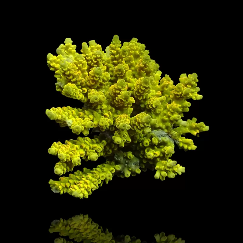 Kaufen Sie Acropora sp S-Size | Coralandfishstore.nl