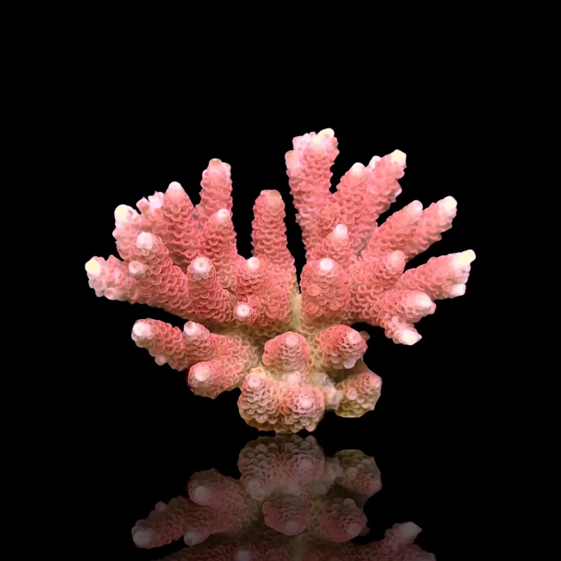 Kaufen Sie Acropora sp S-Size | Coralandfishstore.nl