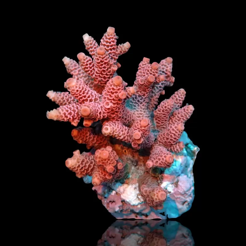 Kaufen Sie Acropora sp S-Size | Coralandfishstore.nl