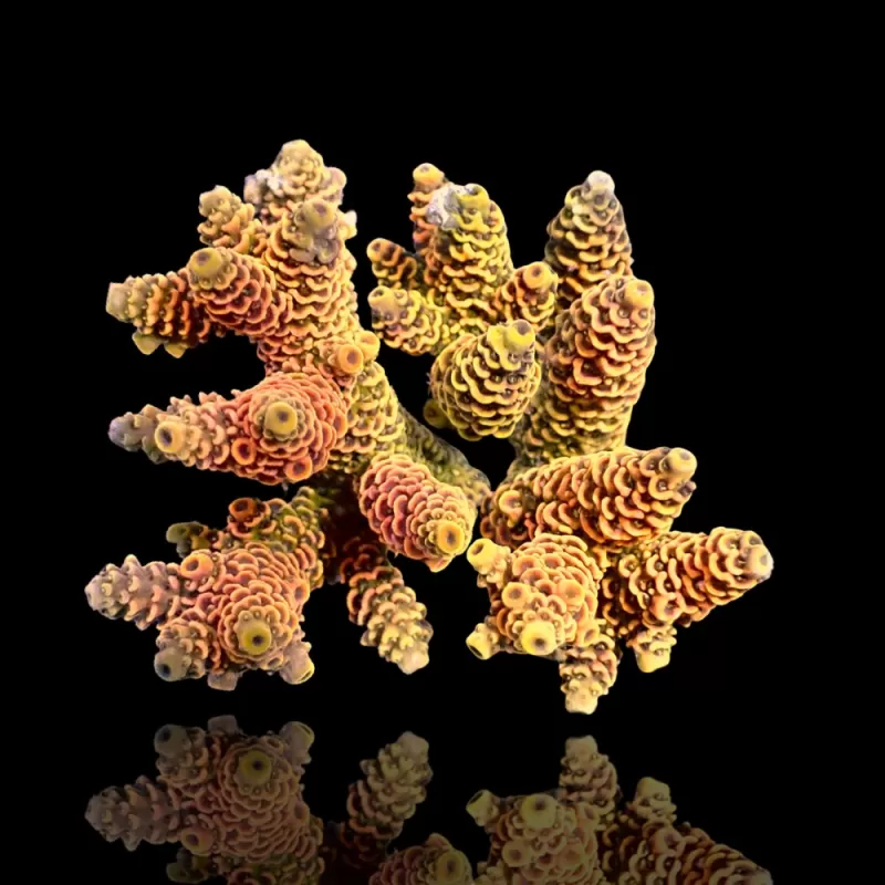 Kaufen Sie Acropora sp S-Size | Coralandfishstore.nl