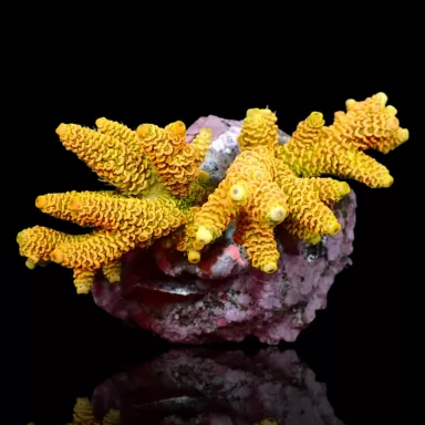 Kaufen Sie Acropora sp S-Size | Coralandfishstore.nl