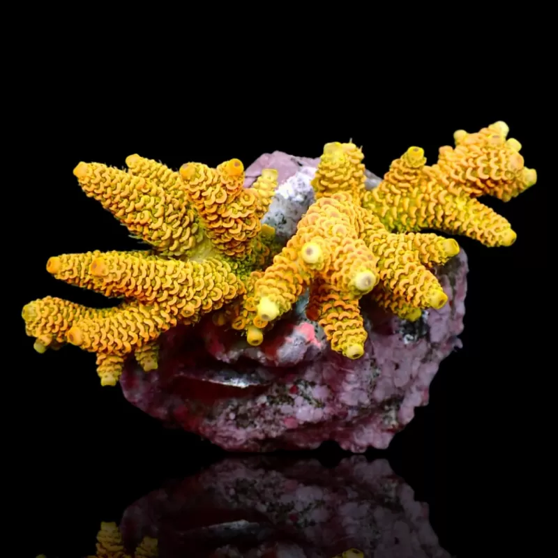 Kaufen Sie Acropora sp S-Size | Coralandfishstore.nl