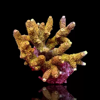 Kaufen Sie Acropora sp S-Size | Coralandfishstore.nl