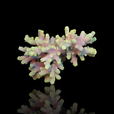 Acropora sp  kopen | Coralandfishstore.nl