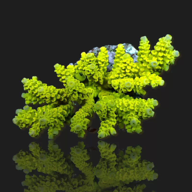 Acropora sp  kopen | Coralandfishstore.nl