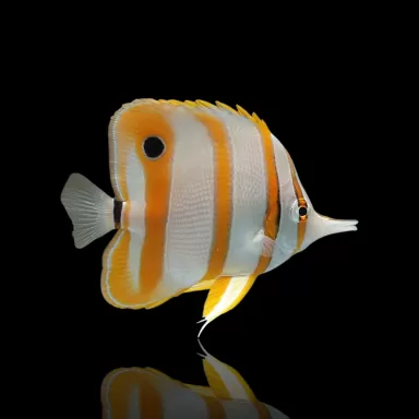 Chelmon Rostratus (Tiefkühlkost aklimatisiert) kaufen | Coralandfishstore.nl