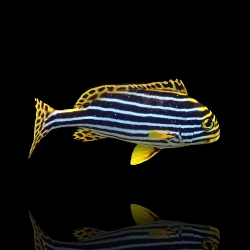 Plectorhinchus vittatus
