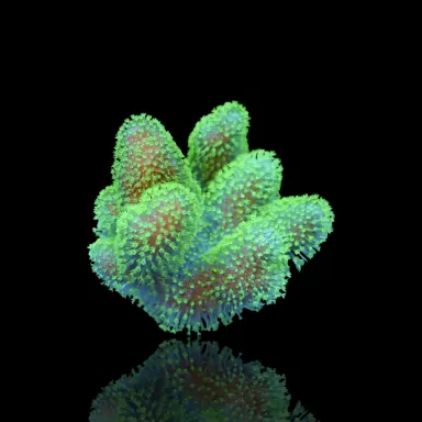 Lobophytum sp Fluo Green