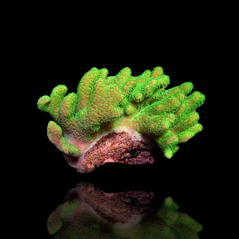 Lobophytum | Coralandfishstore.nl
