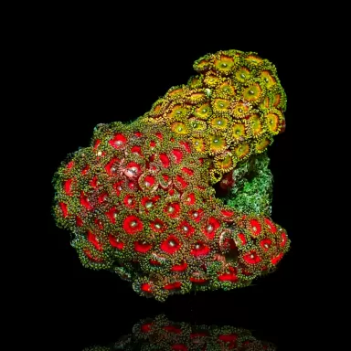 Zoanthus sp assorted Vietnam (XXL) | Coralandfishstore.nl