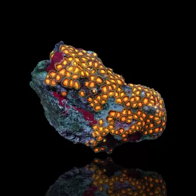 Zoanthus sp sortiert Vietnam (XXL) | Coralandfishstore.nl