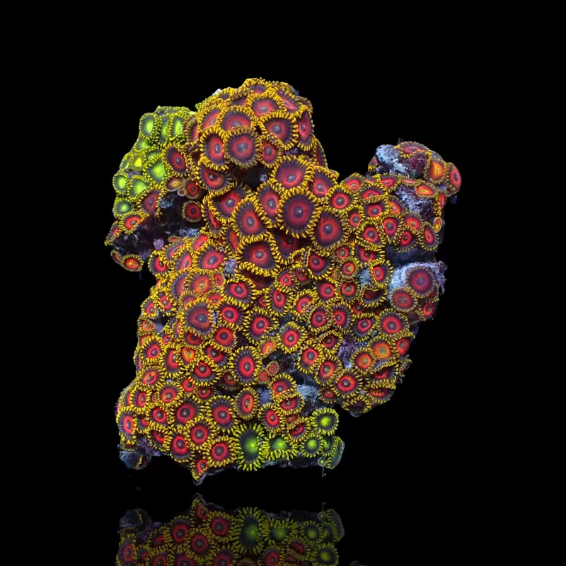 Zoanthus sp sortiert Vietnam (XXL) | Coralandfishstore.nl