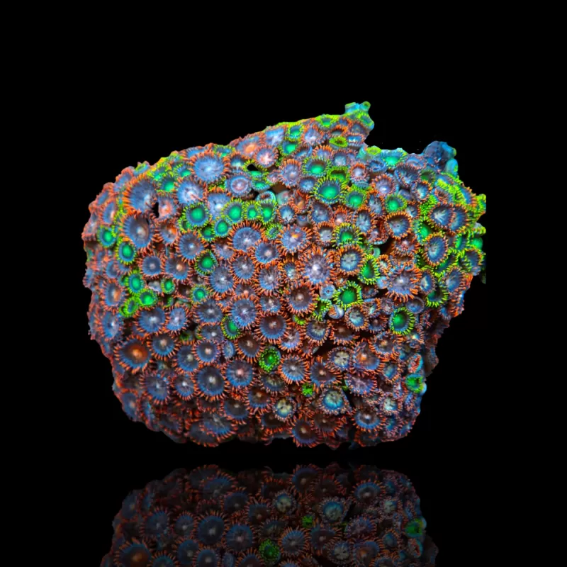 Zoanthus sp sortiert Vietnam (XXL) | Coralandfishstore.nl