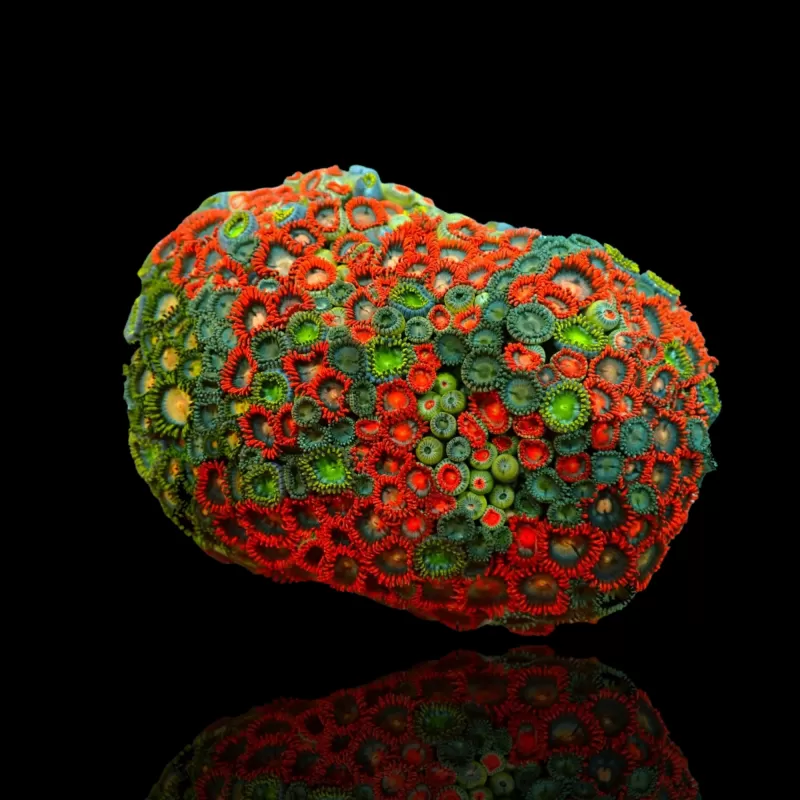 Zoanthus sp sortiert Vietnam (XXL) | Coralandfishstore.nl