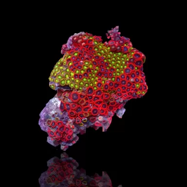 Zoanthus sp assorted Vietnam (XXL) | Coralandfishstore.nl