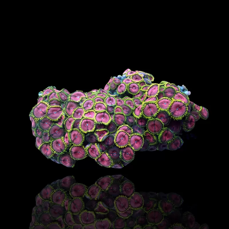 Zoanthus sp assorted Vietnam (XXL) | Coralandfishstore.nl