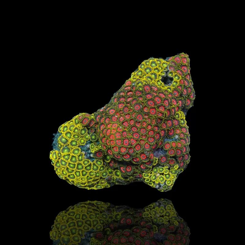 Zoanthus sp sortiert Vietnam (XXL) | Coralandfishstore.nl