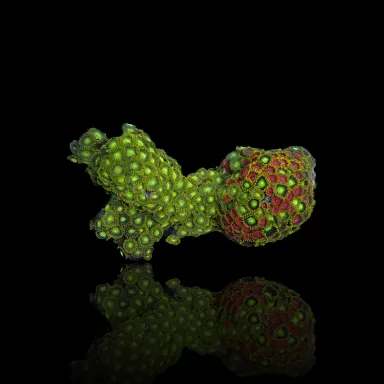 Zoanthus sp sortiert Vietnam (XXL) | Coralandfishstore.nl