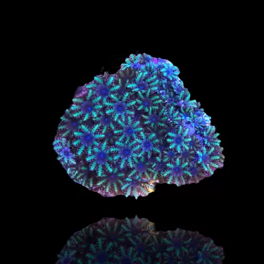 Sympodium sp. blue/purple bestellen ? | Coralandfishstore