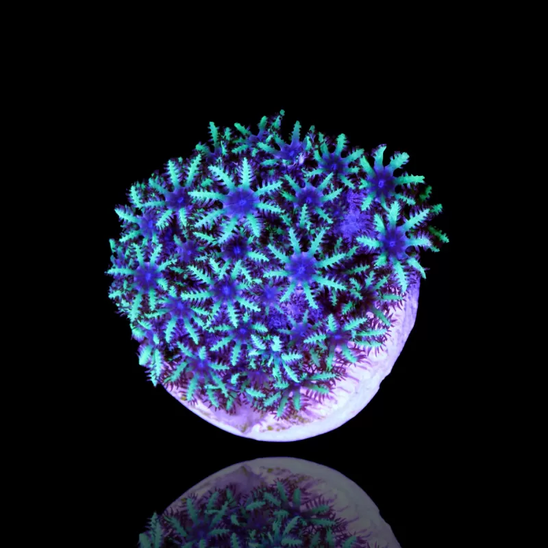 Sympodium sp. blue/purple Frag (4-5 poliepen)