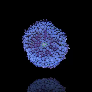 Ricordea Florida Ultra Blue