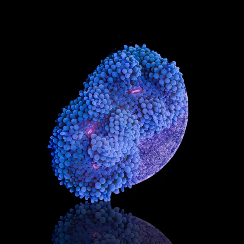 Ricordea Florida Blue bestellen ? l Coralandfishstore.nl