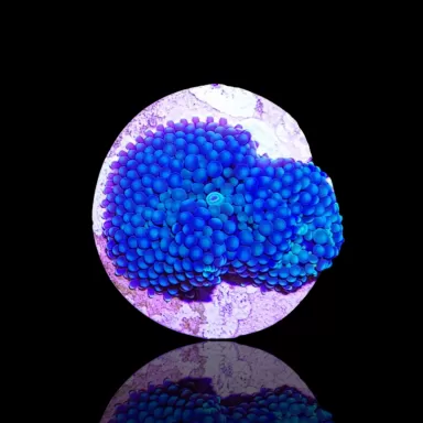 Ricordea Florida Blue bestellen ? l Coralandfishstore.nl