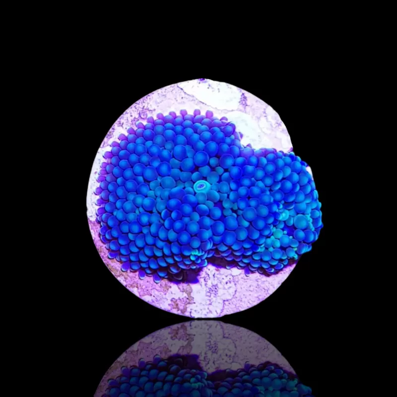 Ricordea Florida Blue bestellen ? l Coralandfishstore.nl