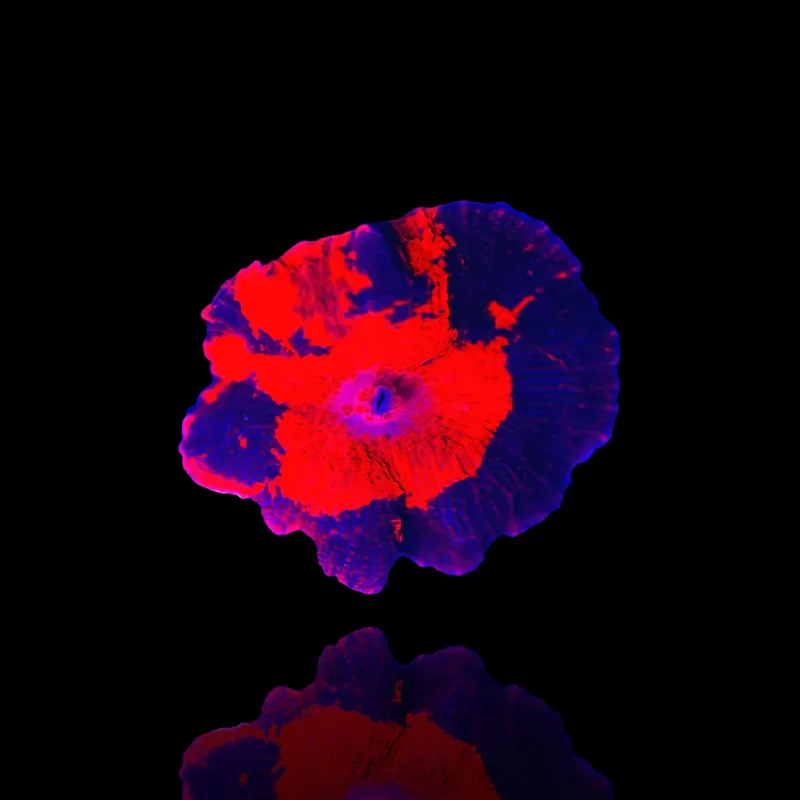 Kaufen Sie Discosoma Red with Blue Spots | Coralandfishstore.nl