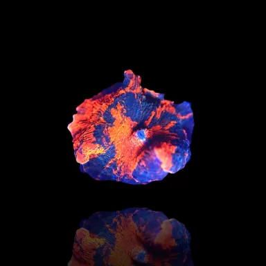 Kaufen Sie Discosoma Red with Blue Spots | Coralandfishstore.nl