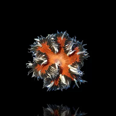 Epicystis Crucifer (M)