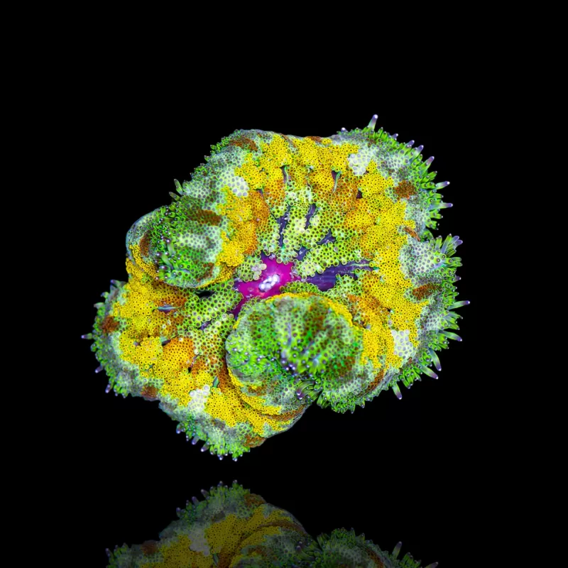 Kaufen Sie Stichodactyla tapetum - Mini-Teppichanemone | Coralandfishstore.nl