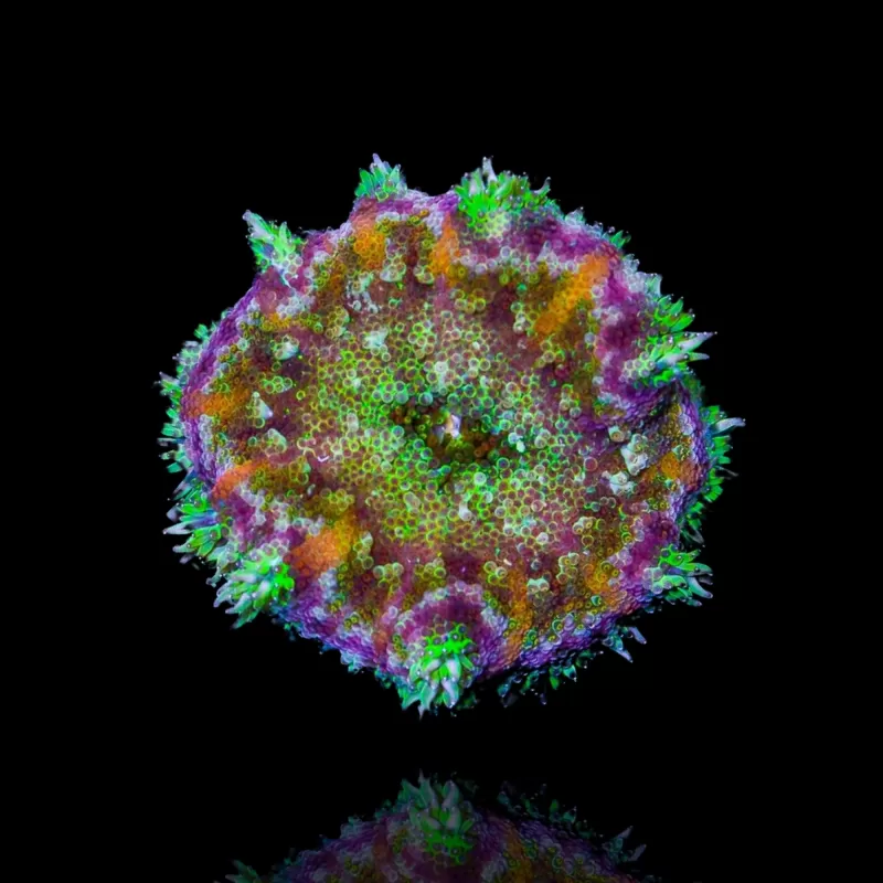 Kaufen Sie Stichodactyla tapetum - Mini-Teppichanemone | Coralandfishstore.nl