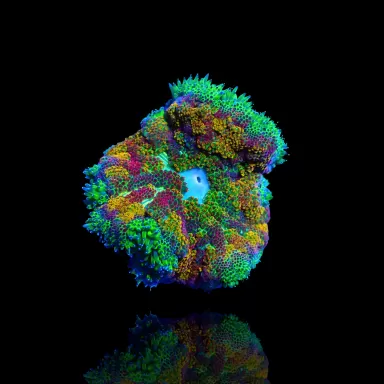 Stichodactyla Tapetum - Mini Tapijt Anemoon kopen ?| Coralandfishstore.nl