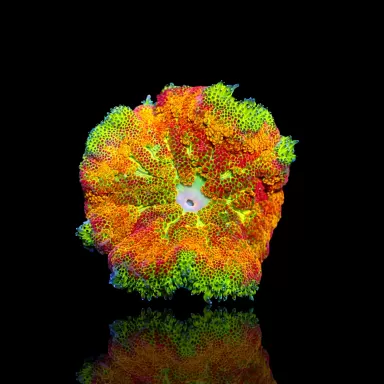 Stichodactyla Tapetum Ultra Colors - Mini Tapijt Anemoon