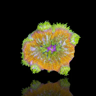 Kaufen Sie Stichodactyla tapetum - Mini-Teppichanemone | Coralandfishstore.nl