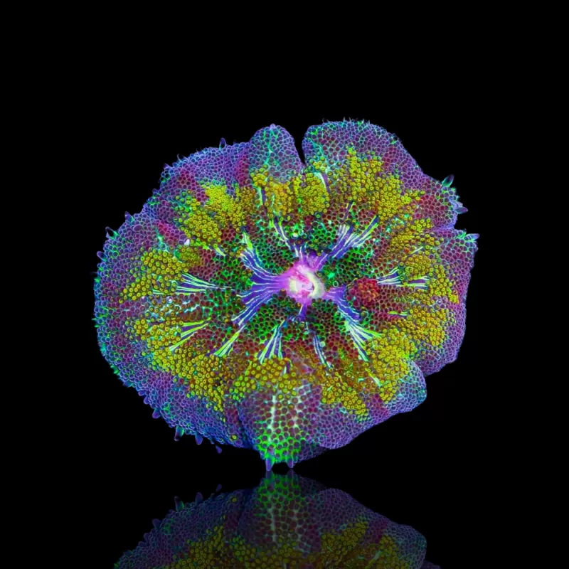 Stichodactyla Tapetum - Mini Tapijt Anemoon kopen ?| Coralandfishstore.nl