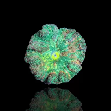 Stichodactyla Tapetum - Mini Tapijt Anemoon