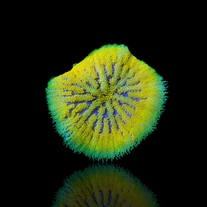 Kaufen Sie Stichodactyla tapetum - Mini-Teppichanemone | Coralandfishstore.nl