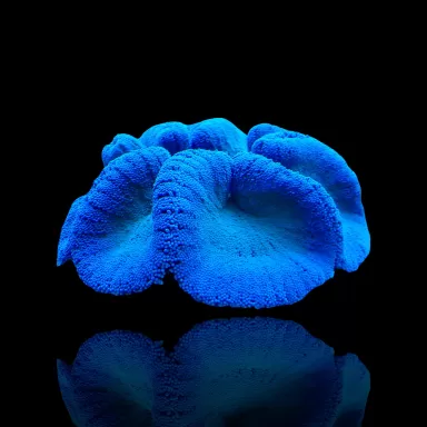 Stichodactyla Gigantea Blue Carpet Anemone