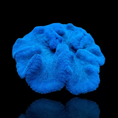 Stoichacti Kenti Blue Colored Carpet Anemone | Coralandfishstore.nl