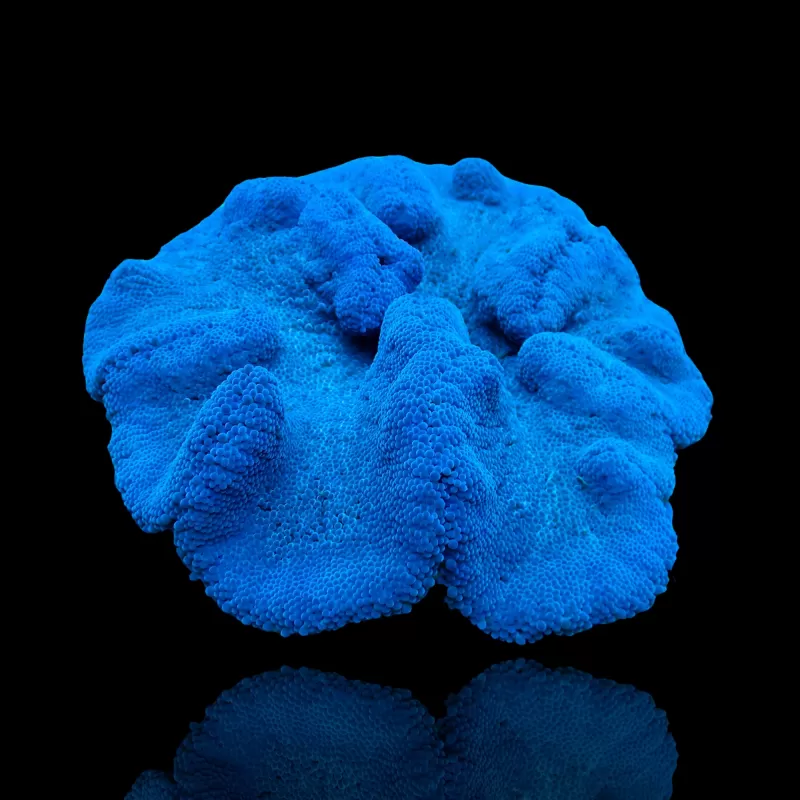 Stoichacti Kenti Blue Colored Carpet Anemone | Coralandfishstore.nl