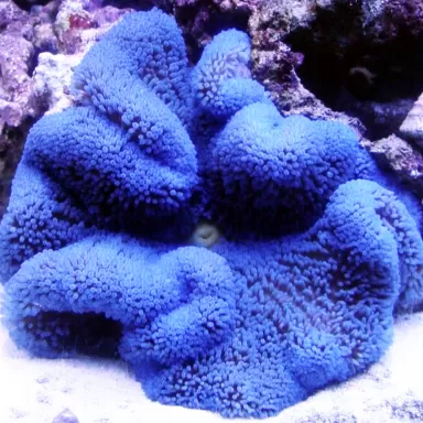 Stoichacti Kenti Blauer Teppich Anemone | Coralandfishstore.nl