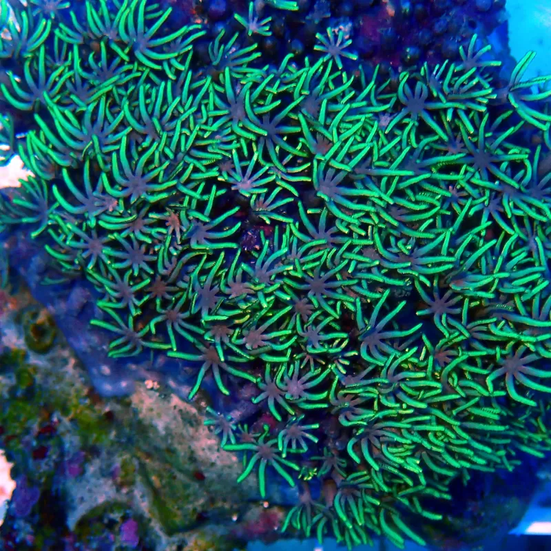 Tubipora Musica green kopen | Coralandfishstore.nl