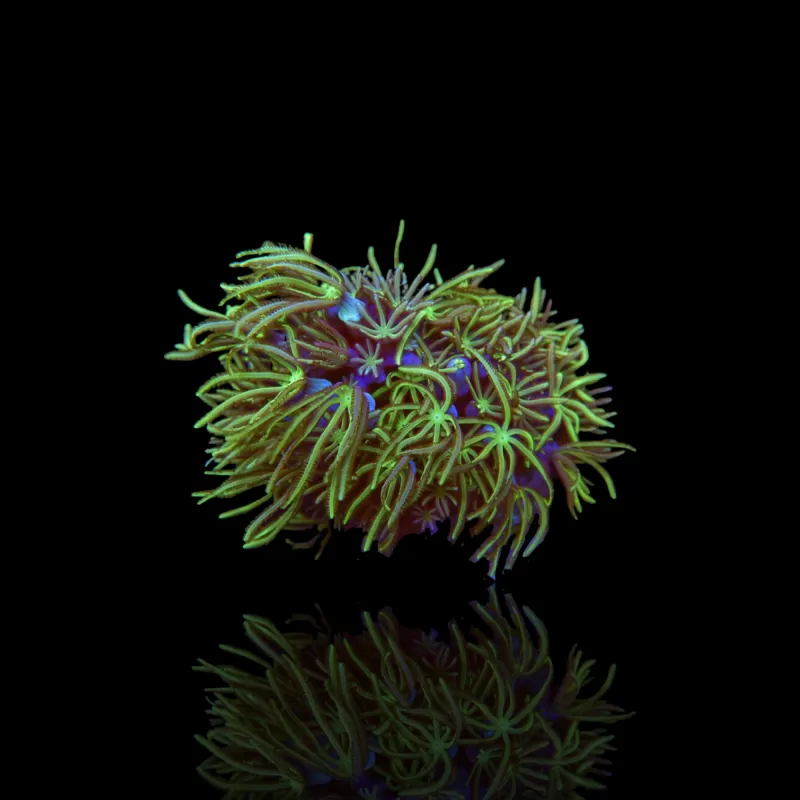 Tubipora Musica pack kopen | Coralandfishstore.nl