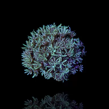 Tubipora Musica Green
