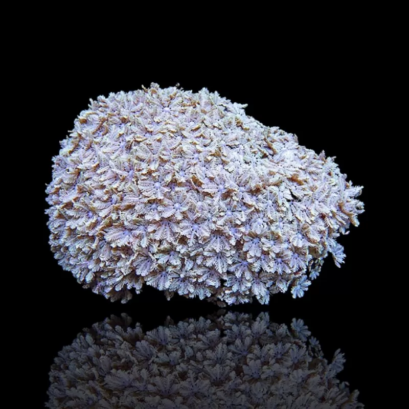 Tubipora Musica grün kaufen | Coralandfishstore.nl